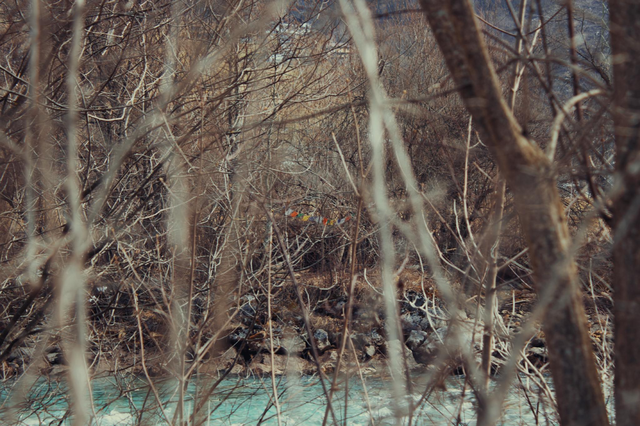 Trees along the Ziller river