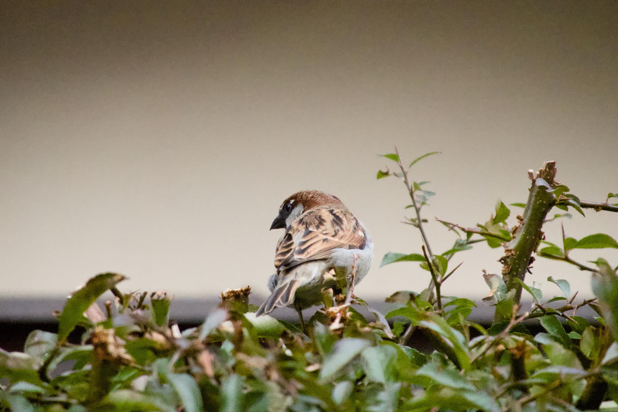 Sparrow perched on a branch at maximum zoom