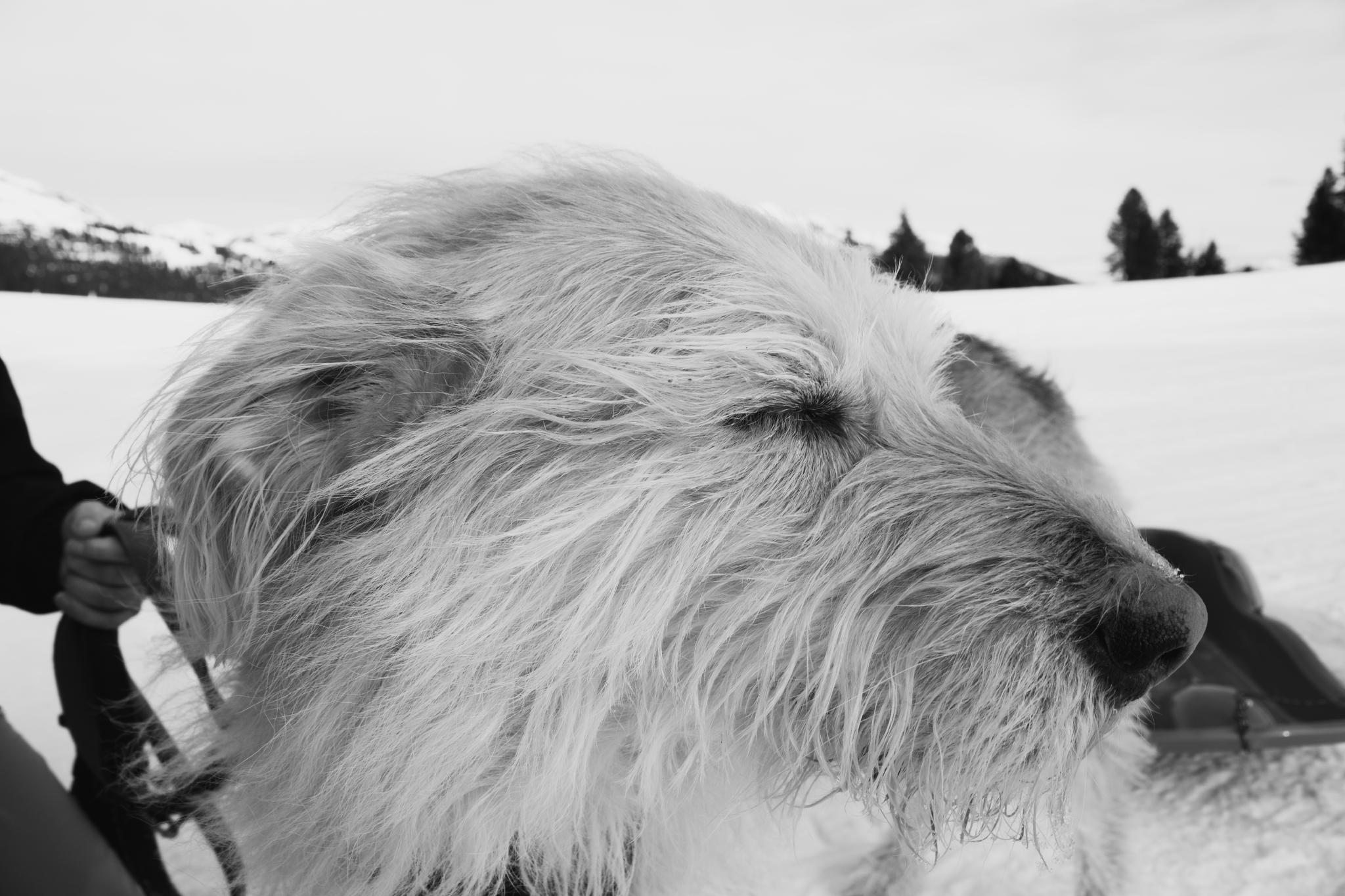 Aika enjoying the sun