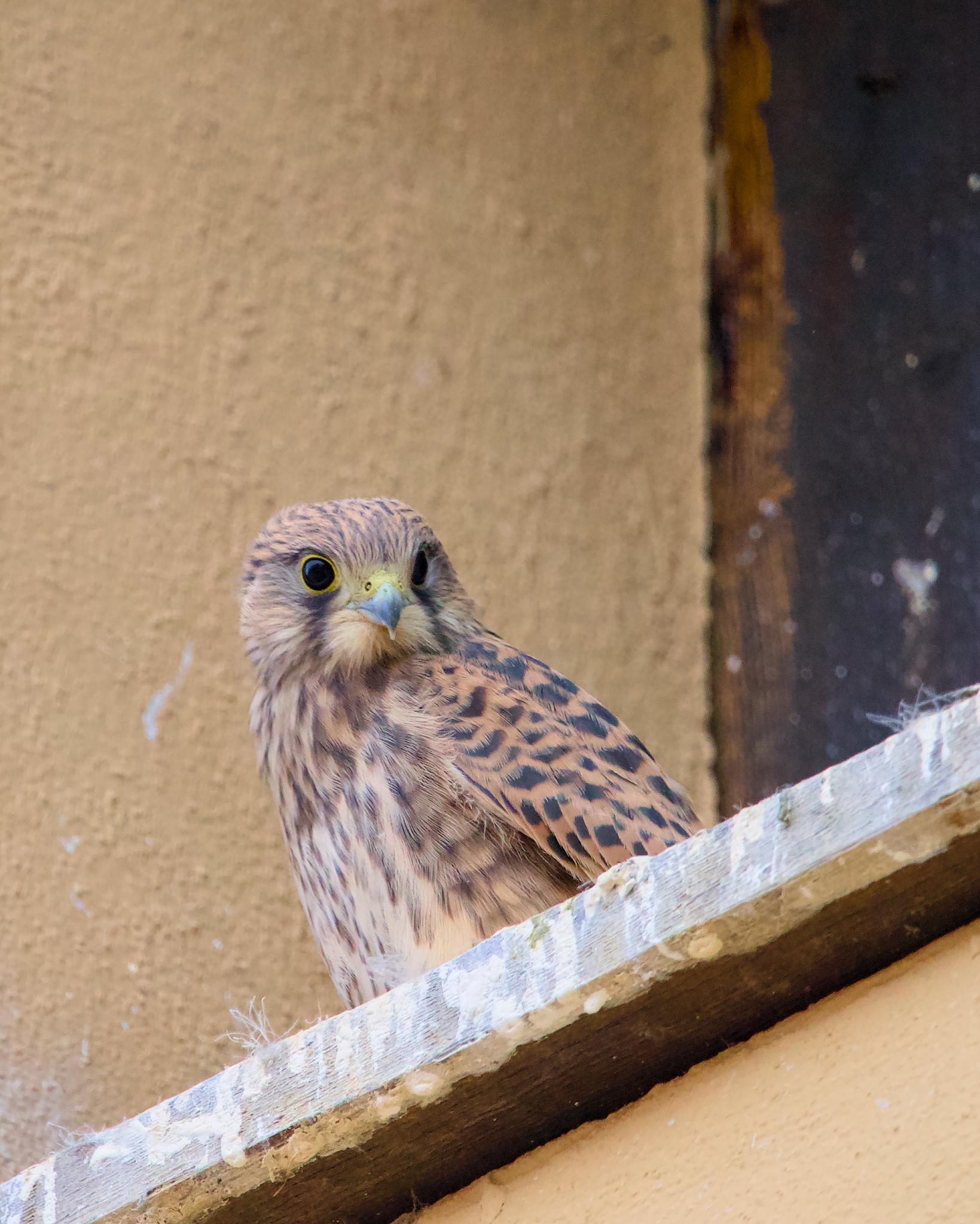 Young common kestrel peering out from a barn ledge