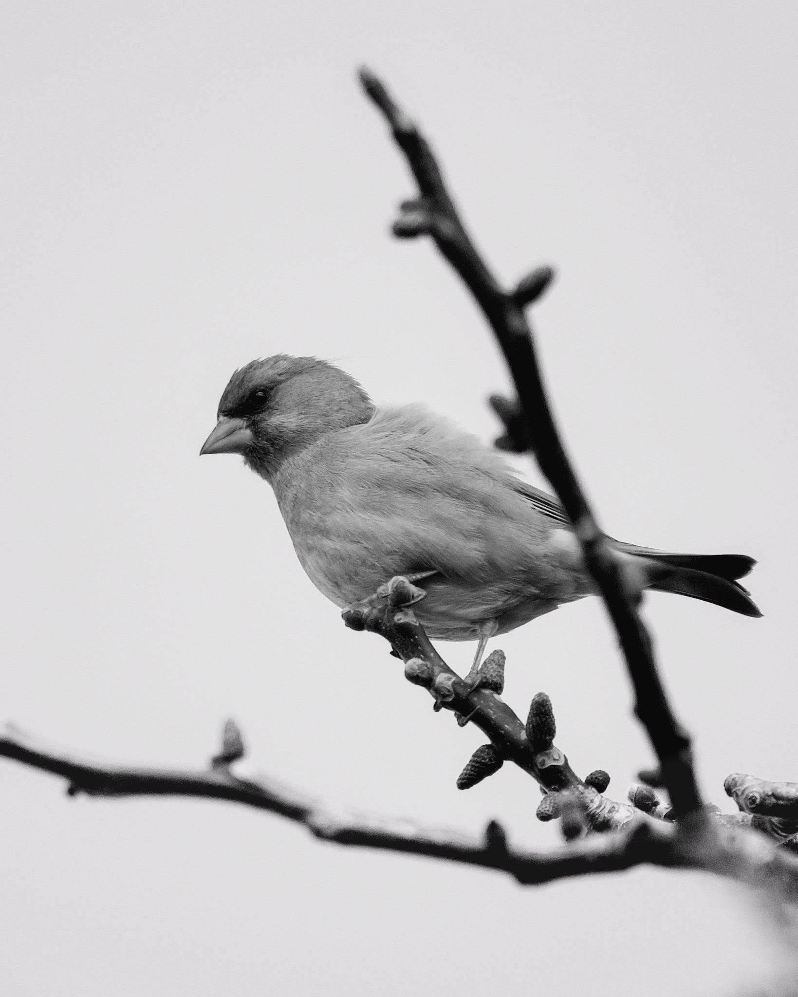 Black and white photo of a chaffinch perched on a budding branch