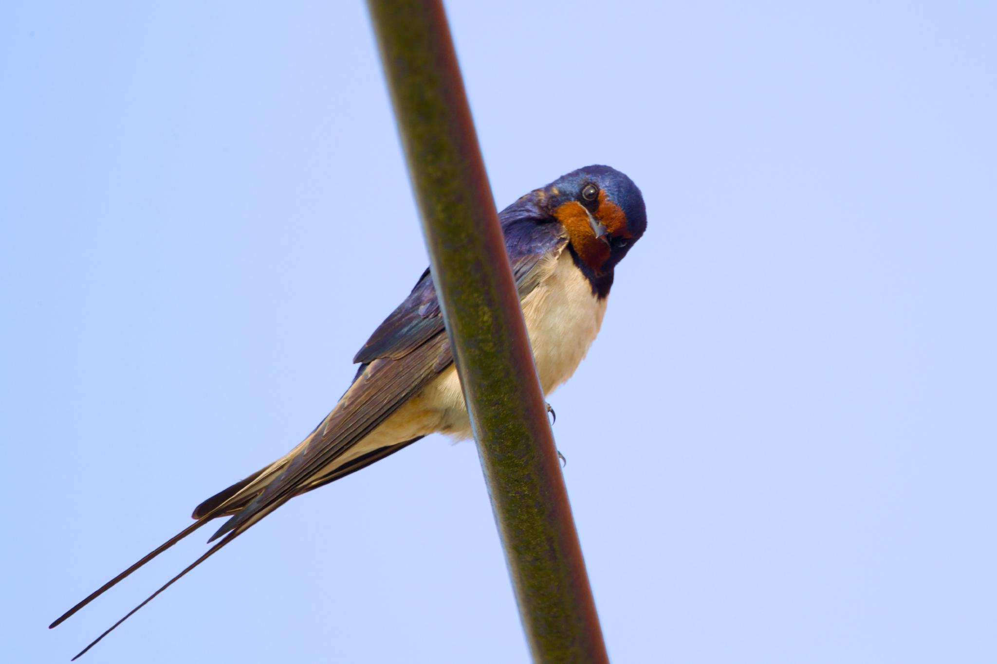 A barn swallow perched on a wire, head tilted curiously, deep blue back and rusty red throat against a soft blue sky