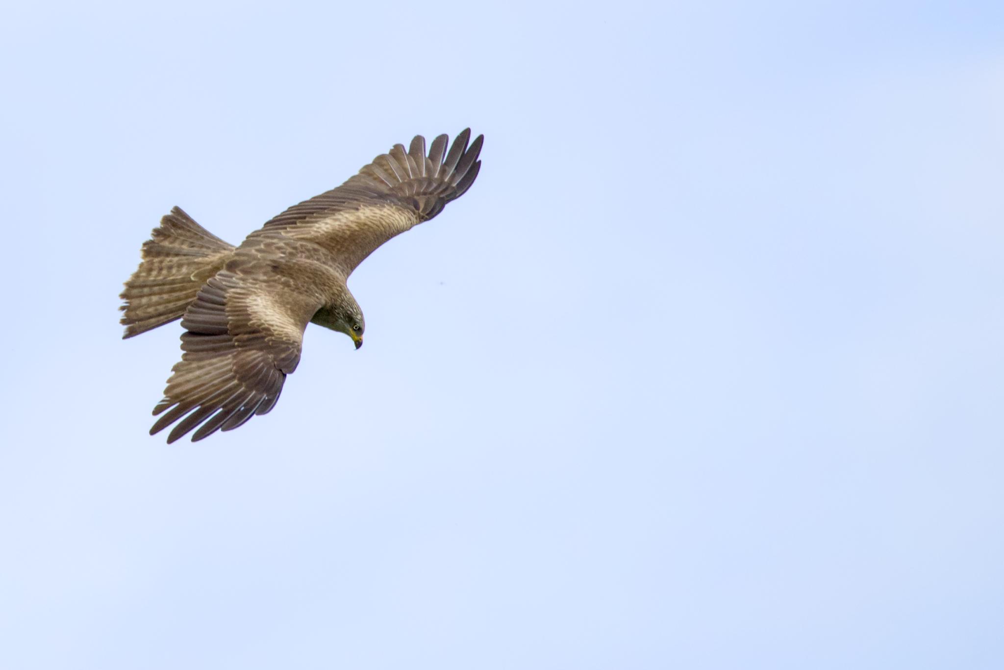 Black kite diving with wings spread against a blue sky
