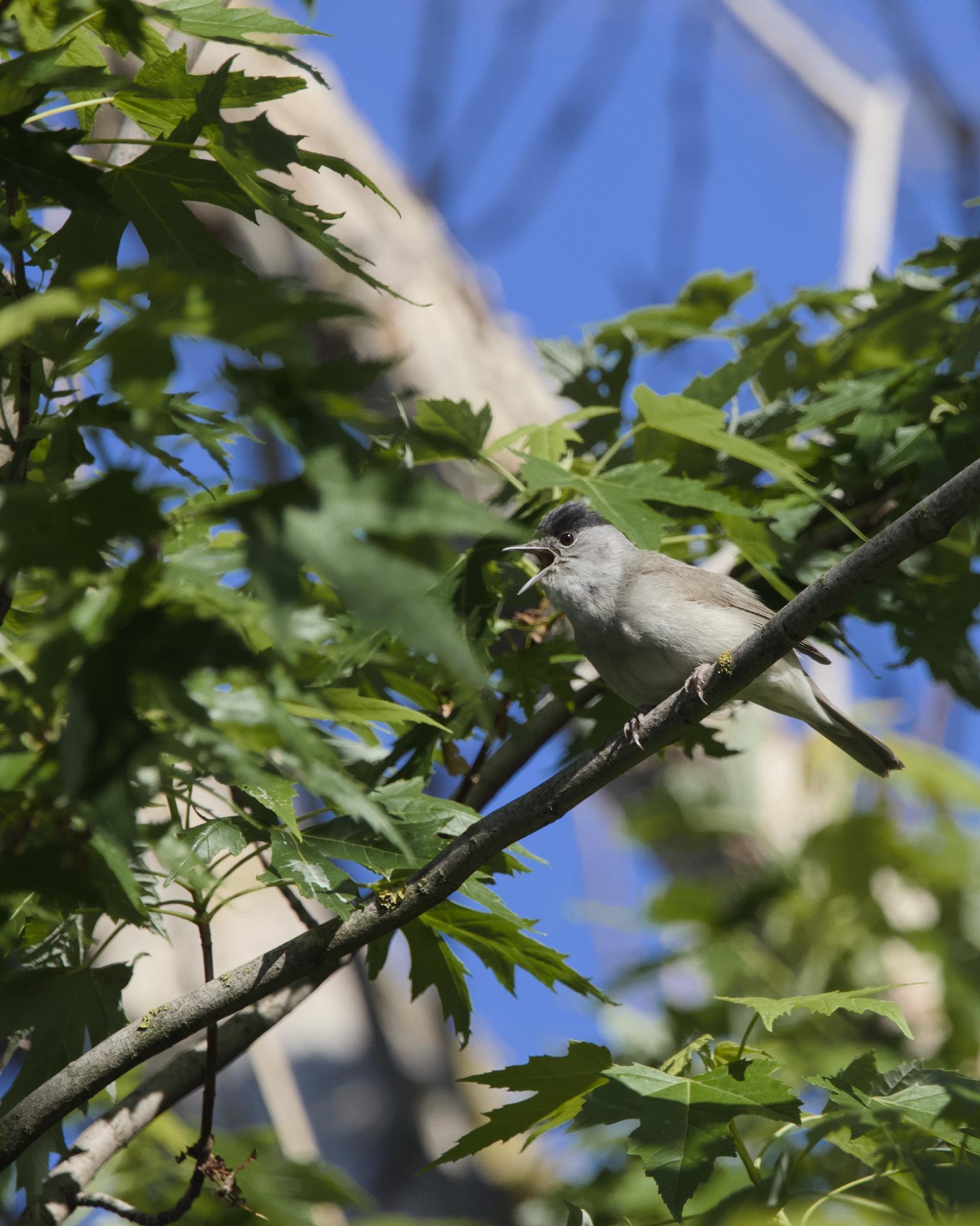 Male blackcap singing on a branch among green leaves, blue sky behind