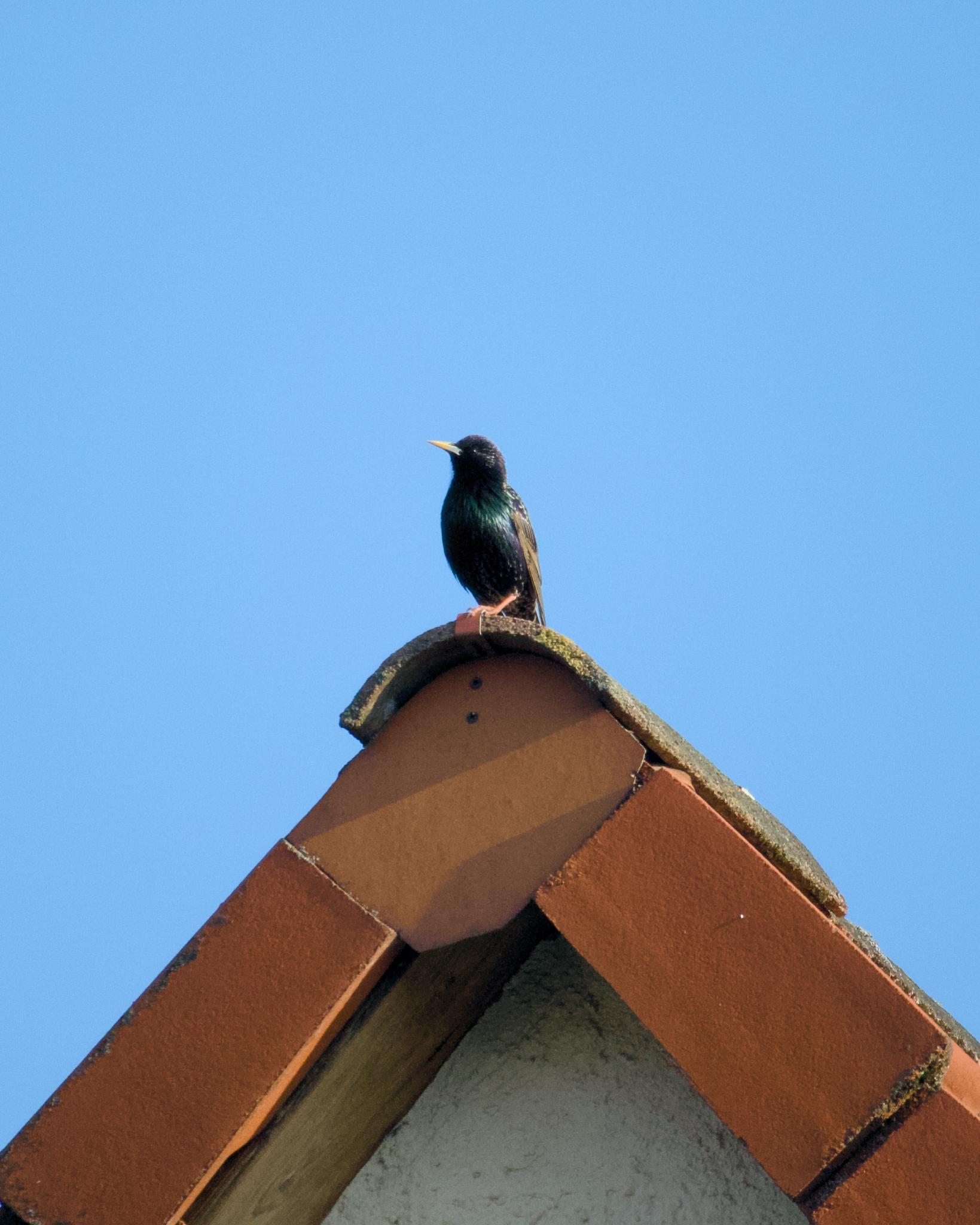 Starling on the peak of a red-tiled roof against a clear blue sky