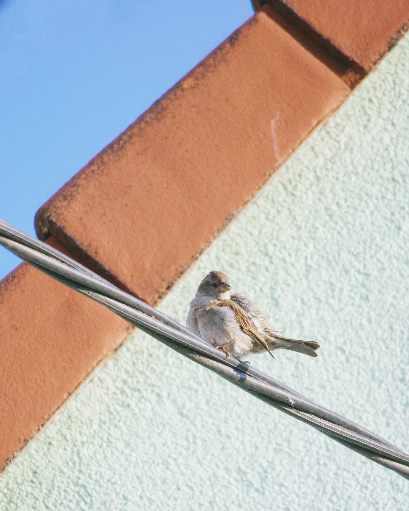 Sparrow on a cable against a green wall and blue sky