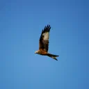 Blue Sky cover image