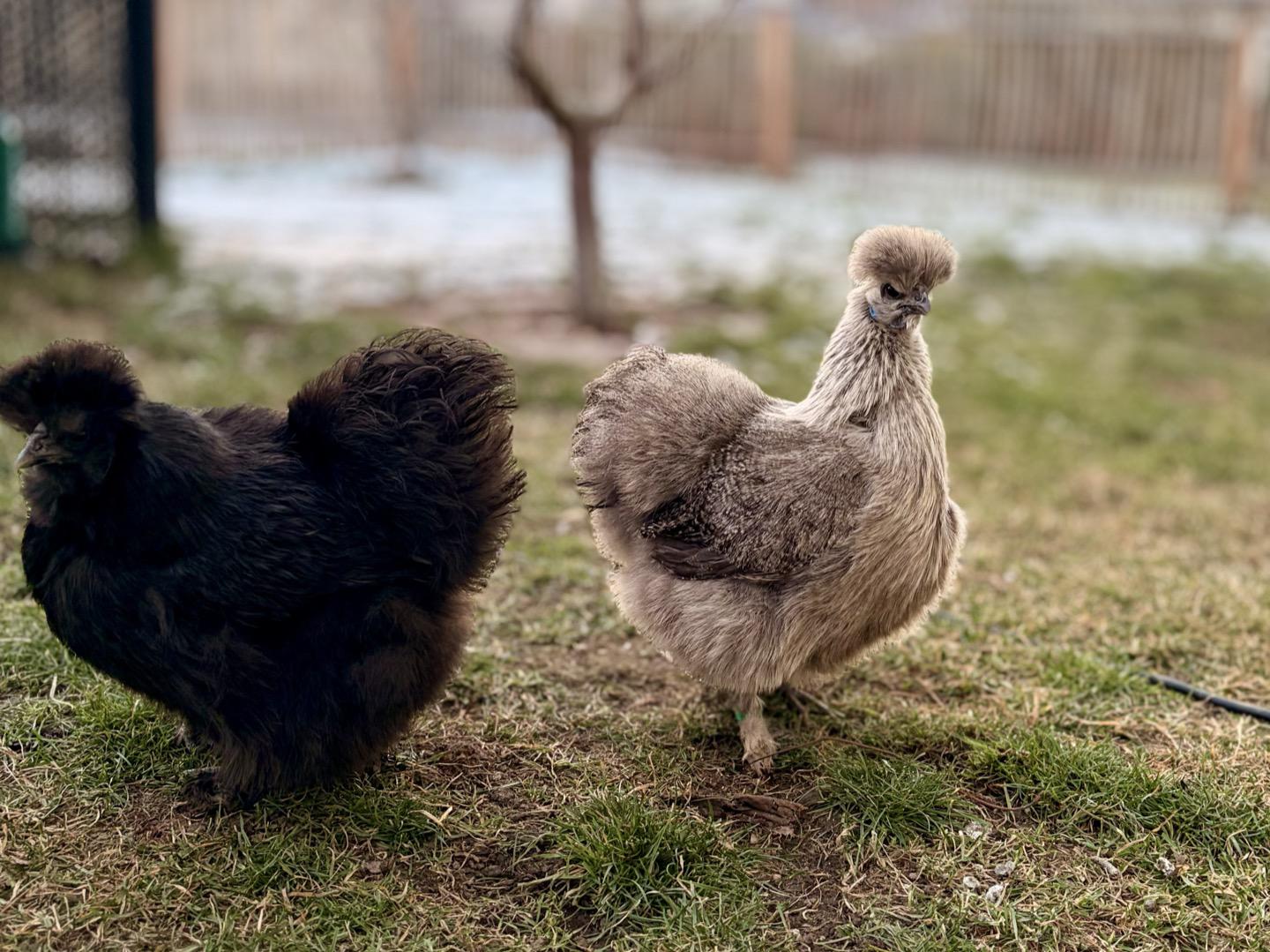 Silkie chickens in the garden