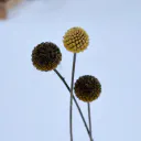 Craspedia globosa cover image