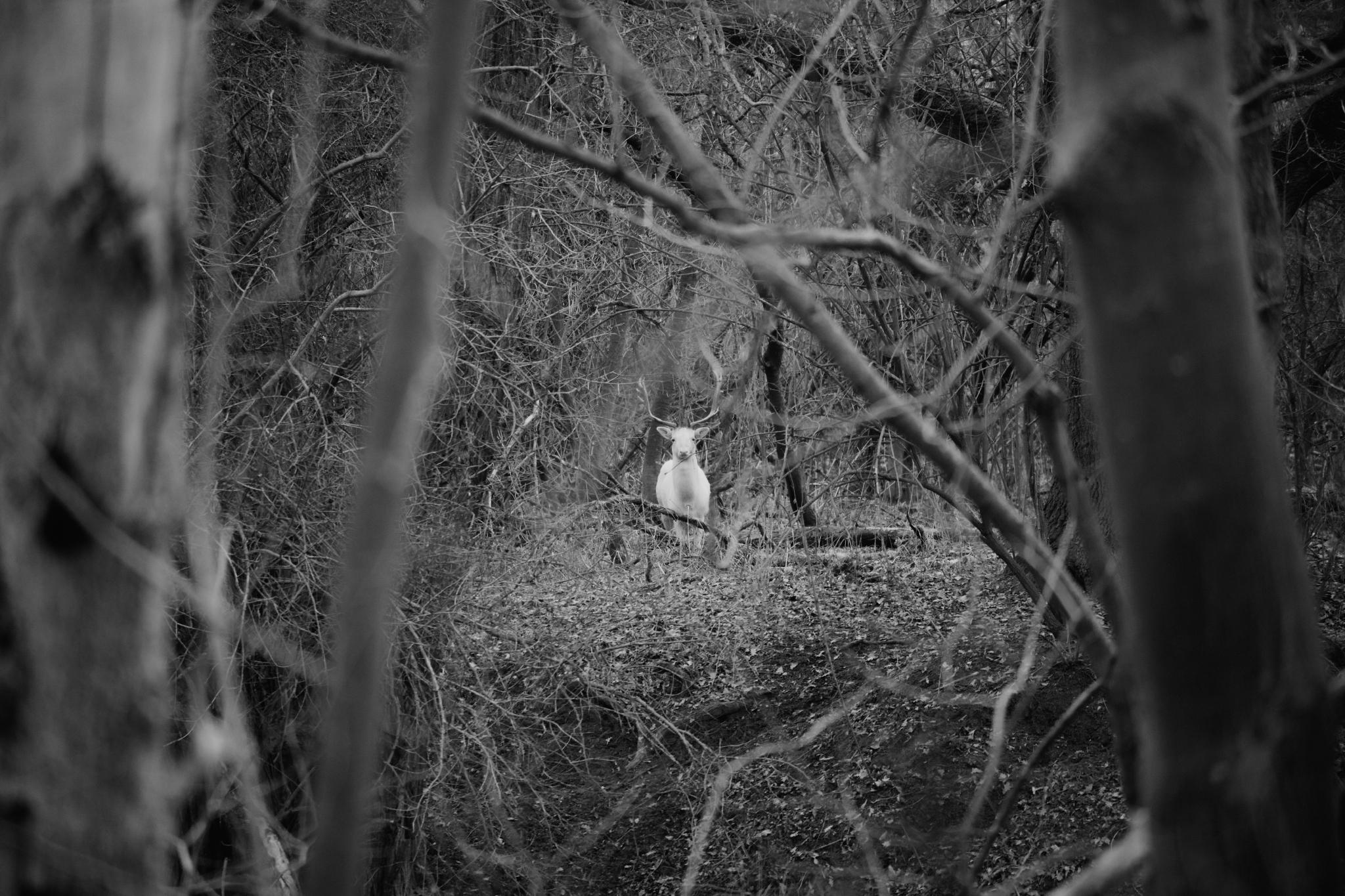 Albino deer hiding in the forest