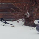 Two Dorks cover image