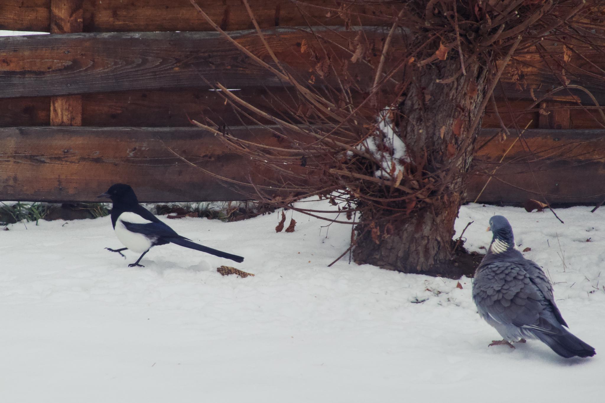 Magpie & Pigeon