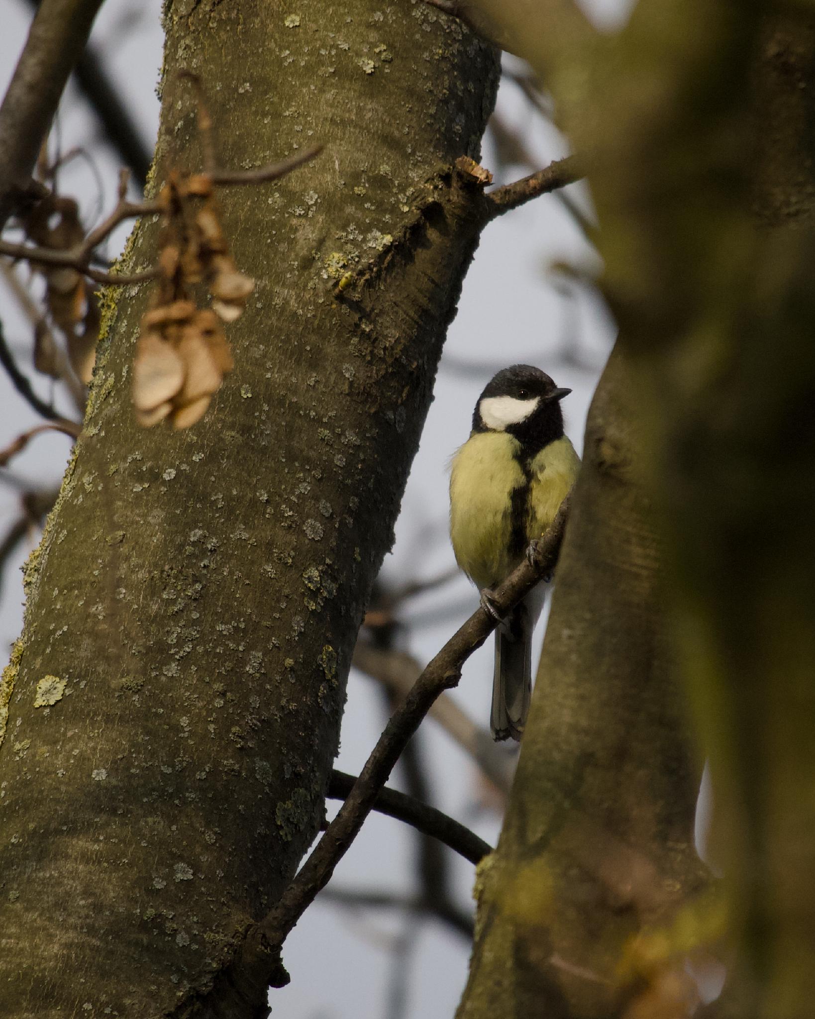 Great tit on a branch at dusk