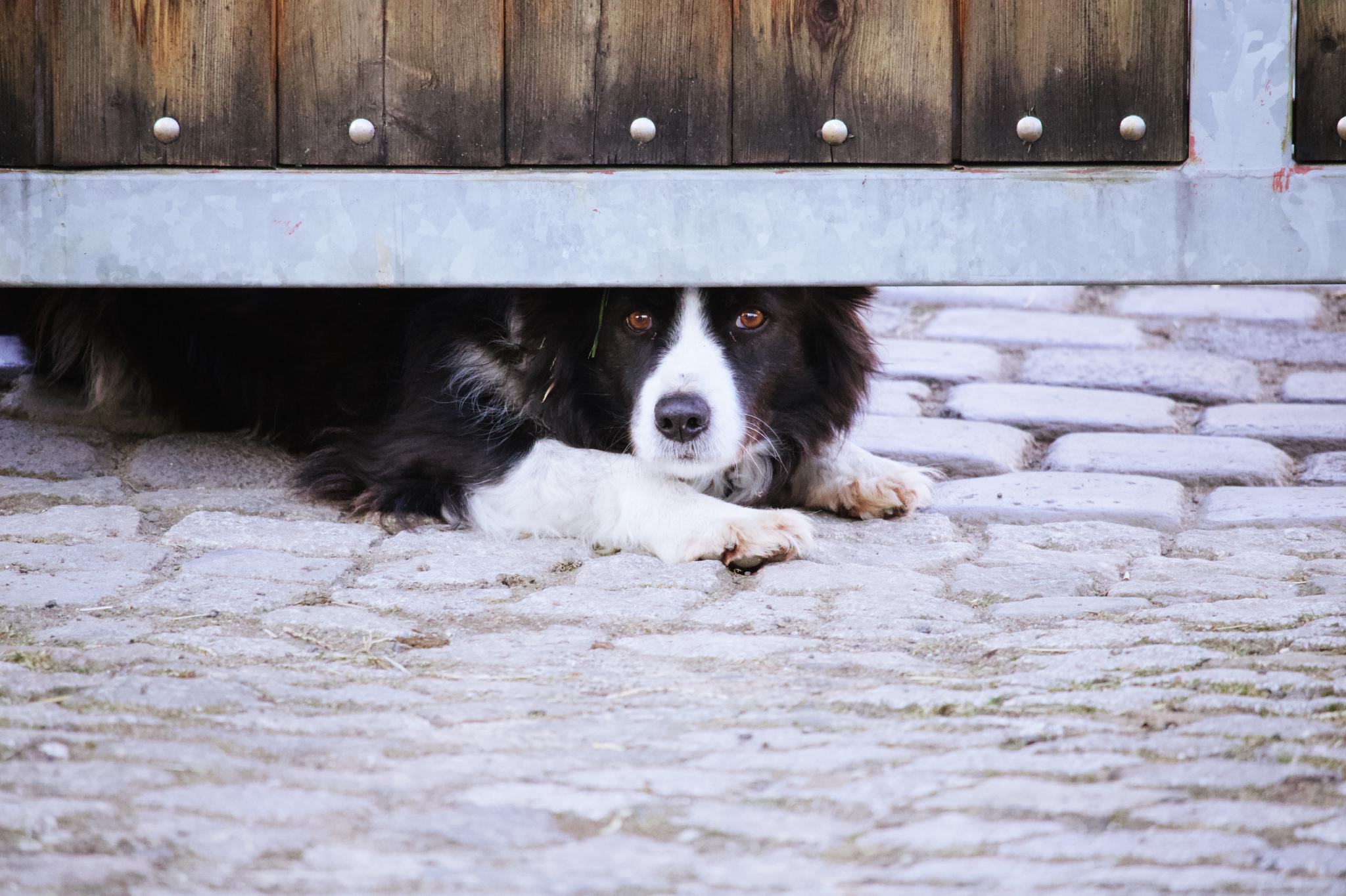 Emma the dog behind a gate