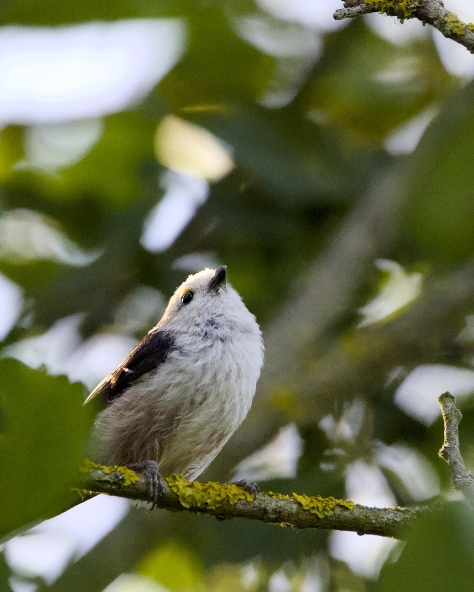 Long-tailed tit perched on a lichen-covered branch, looking up