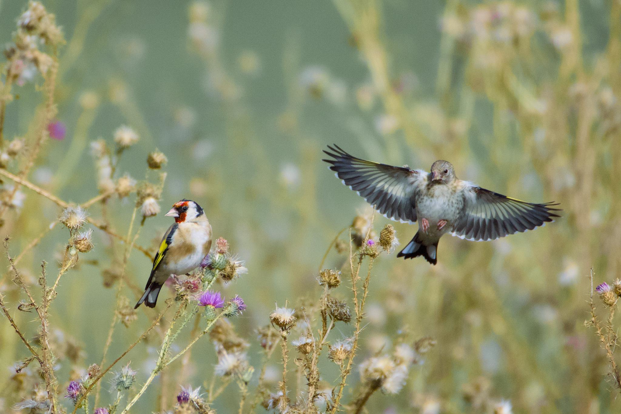 Adult and juvenile European goldfinch on thistles