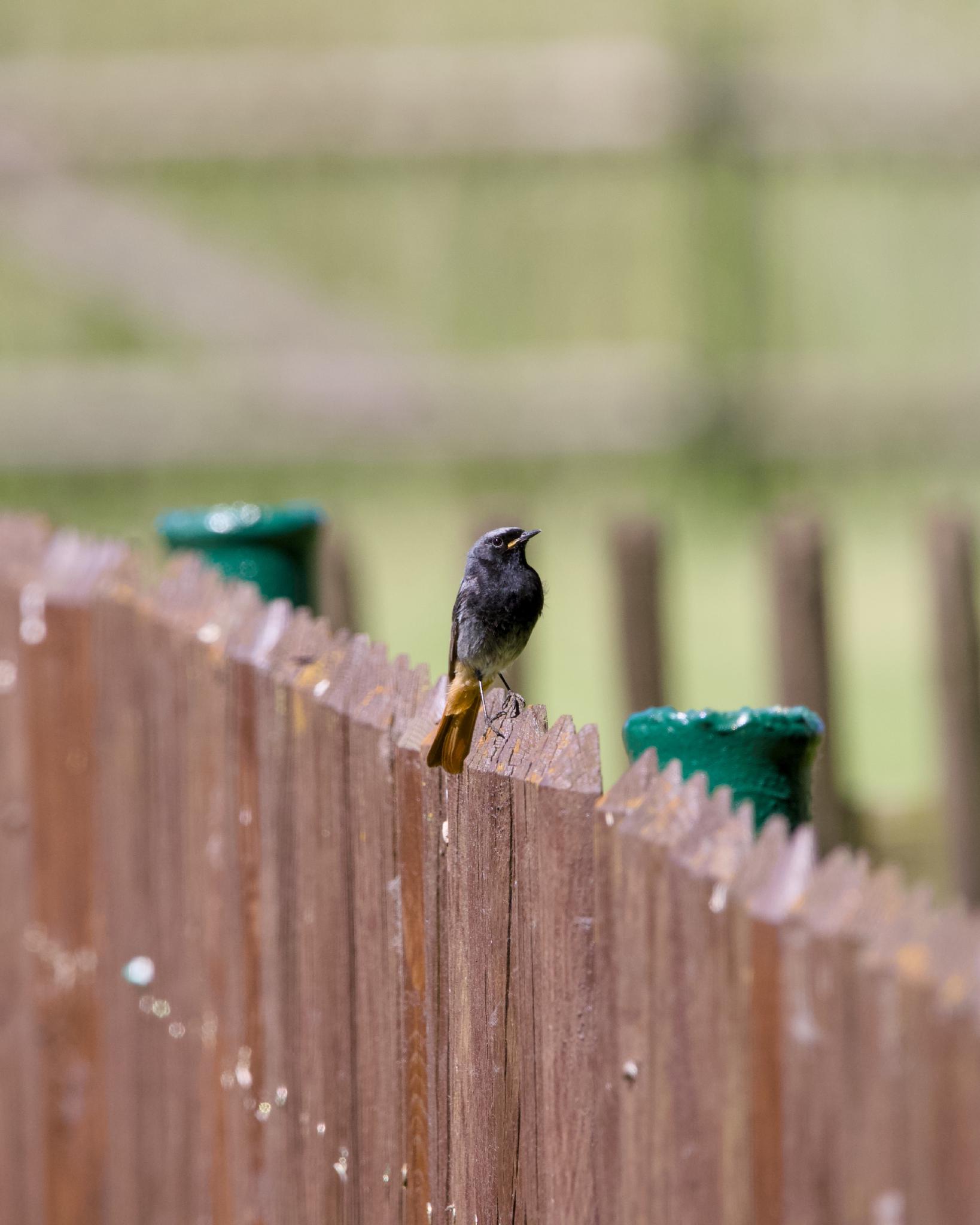 Adult male black redstart on top of a wooden fence