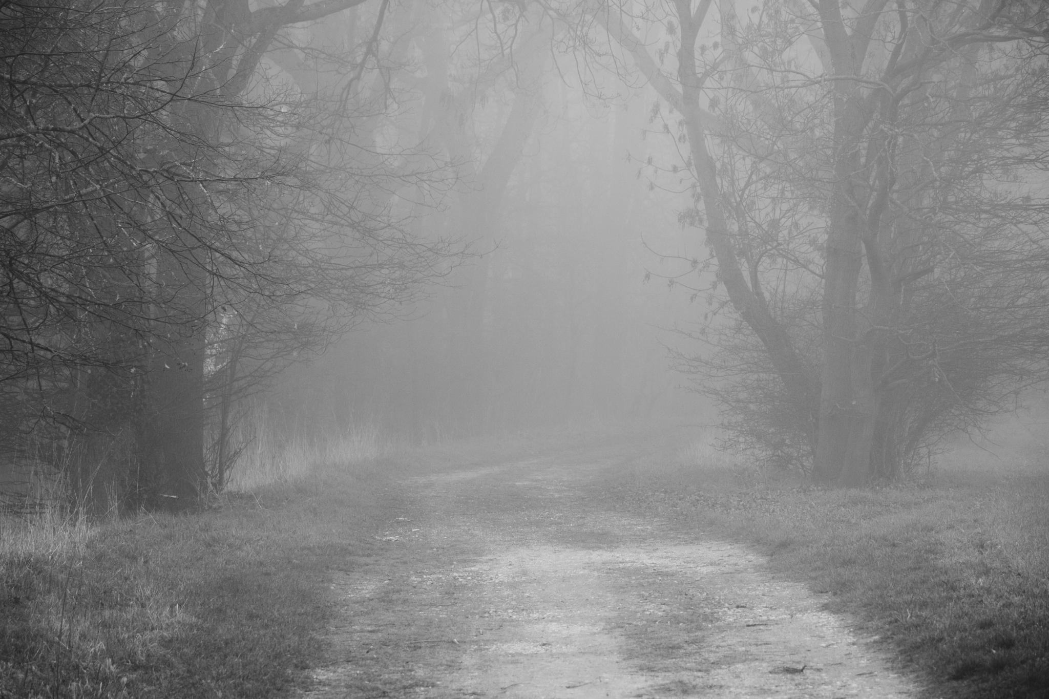 Foggy path through trees