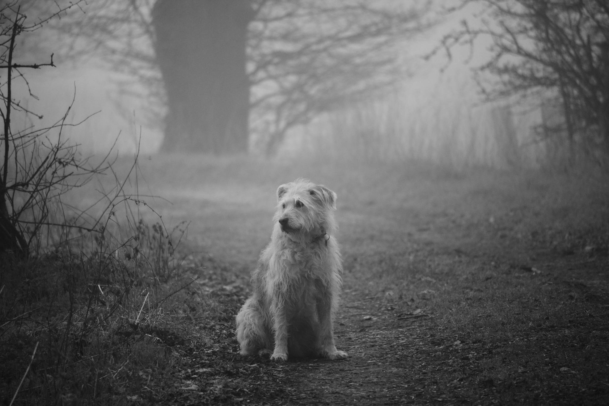 Aika sitting on a foggy path