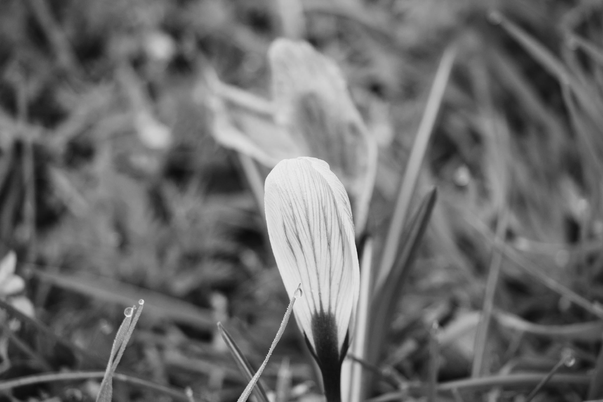 Crocus bud close up