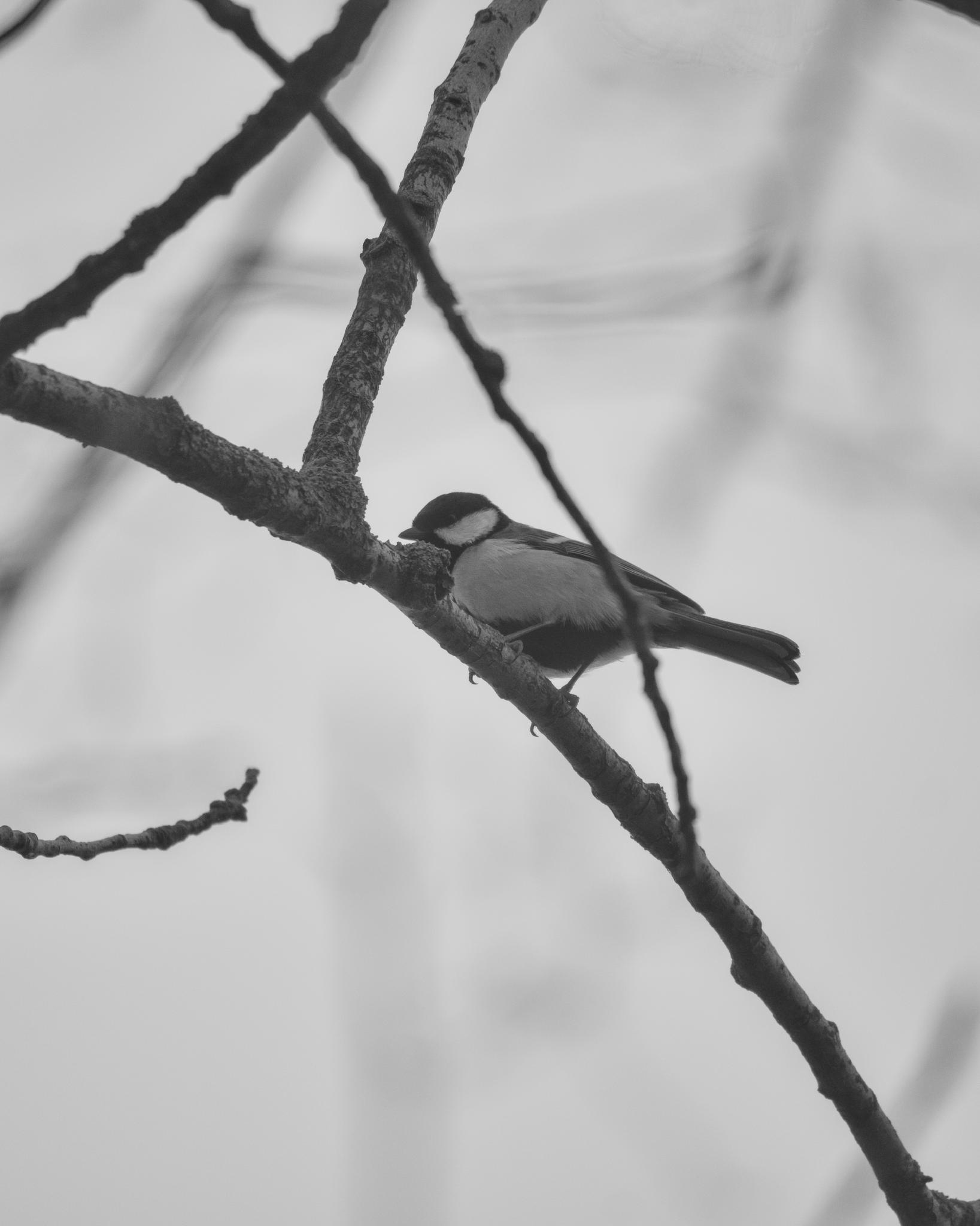 Great tit on a branch in fog