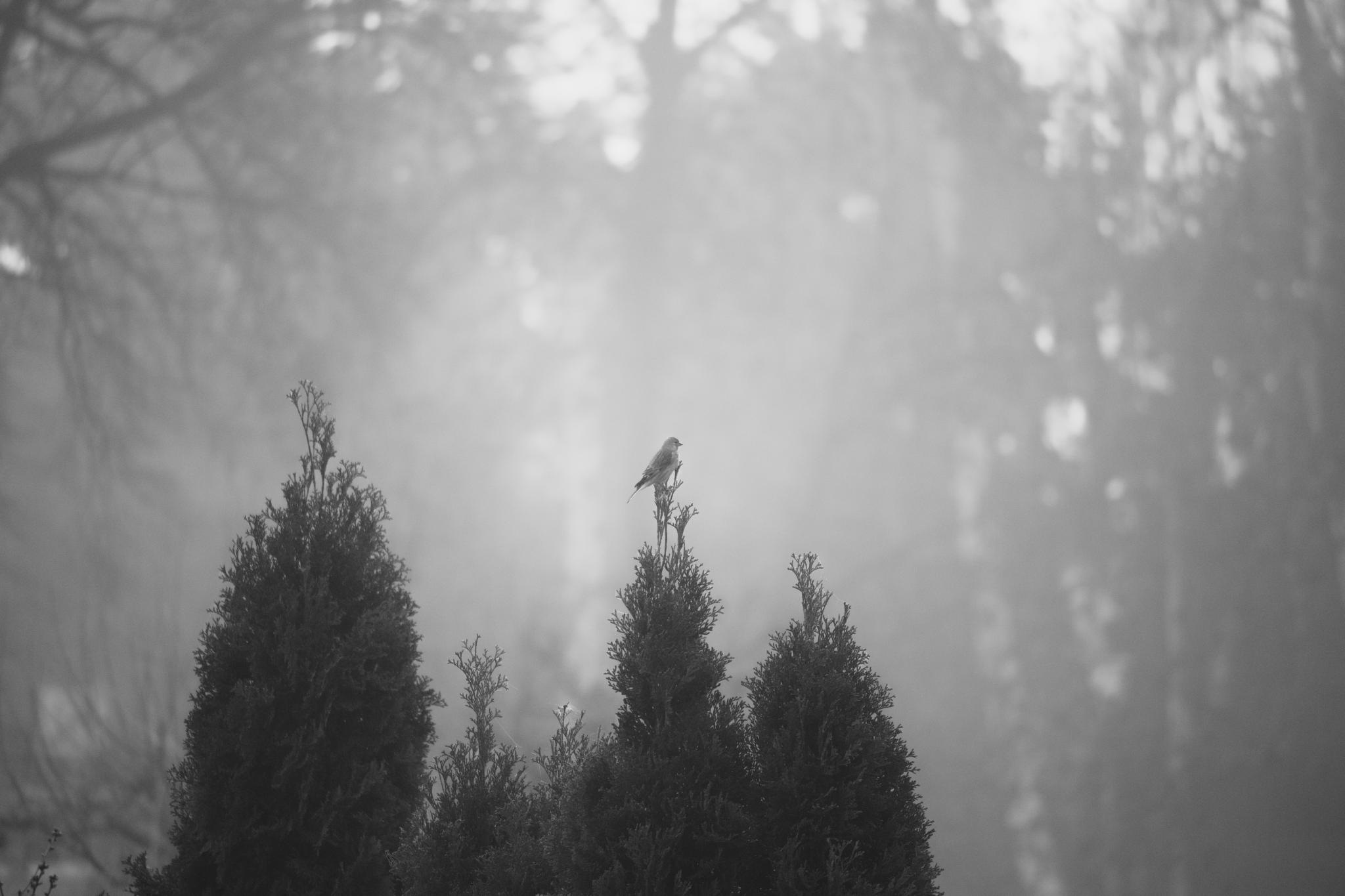 Bird on top of a cypress tree in the fog