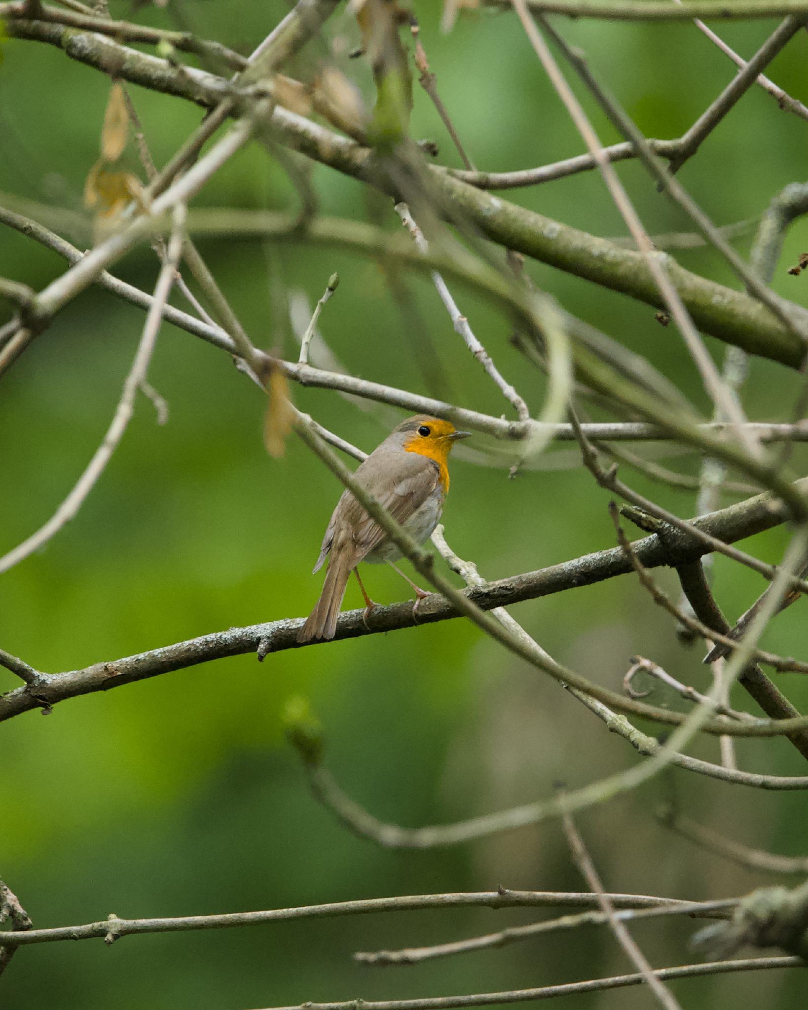 A European robin perched on a bare branch, soft green background