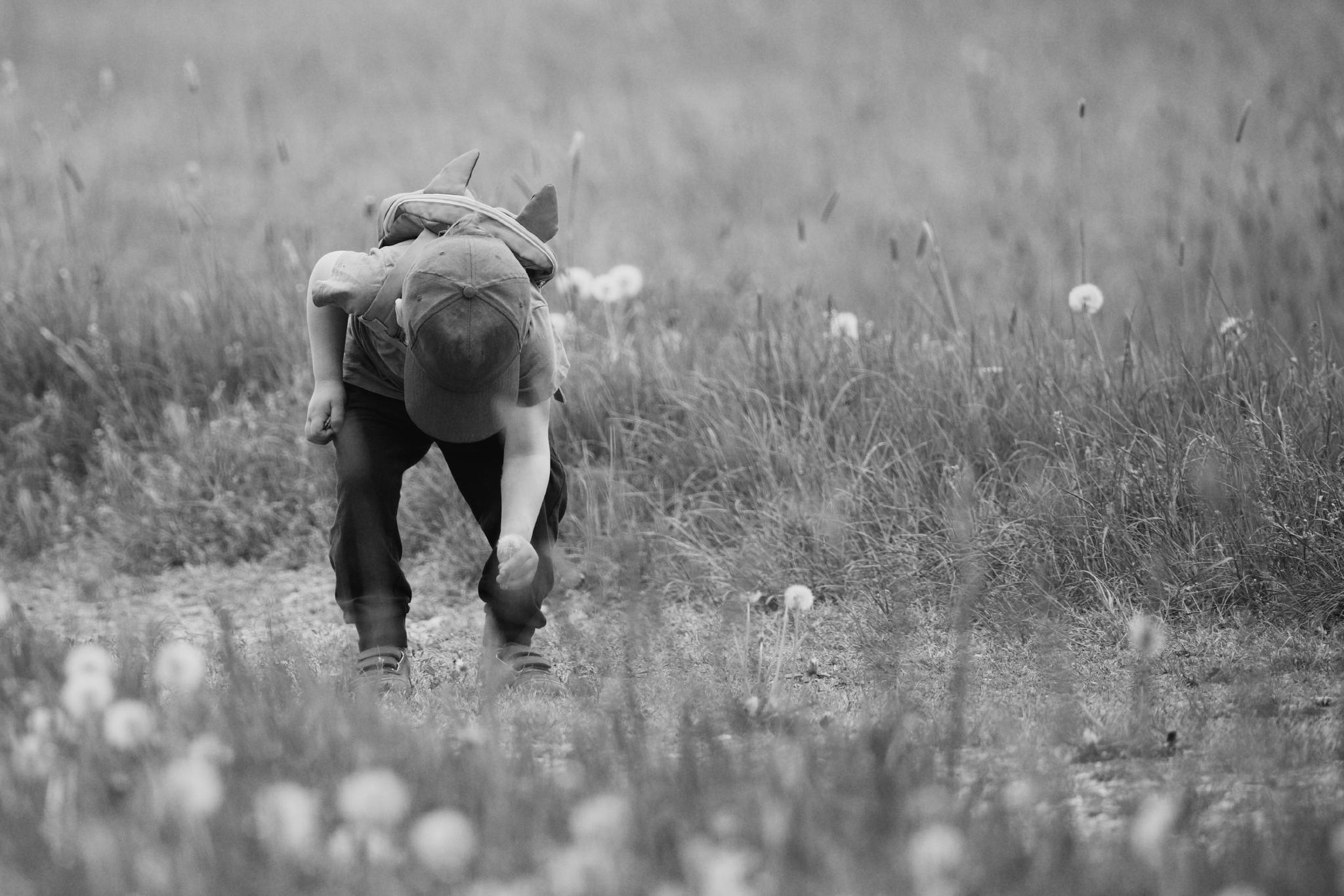 Black and white photo of a young boy bending down in a meadow of dandelions, picking flowers, dinosaur backpack on his back