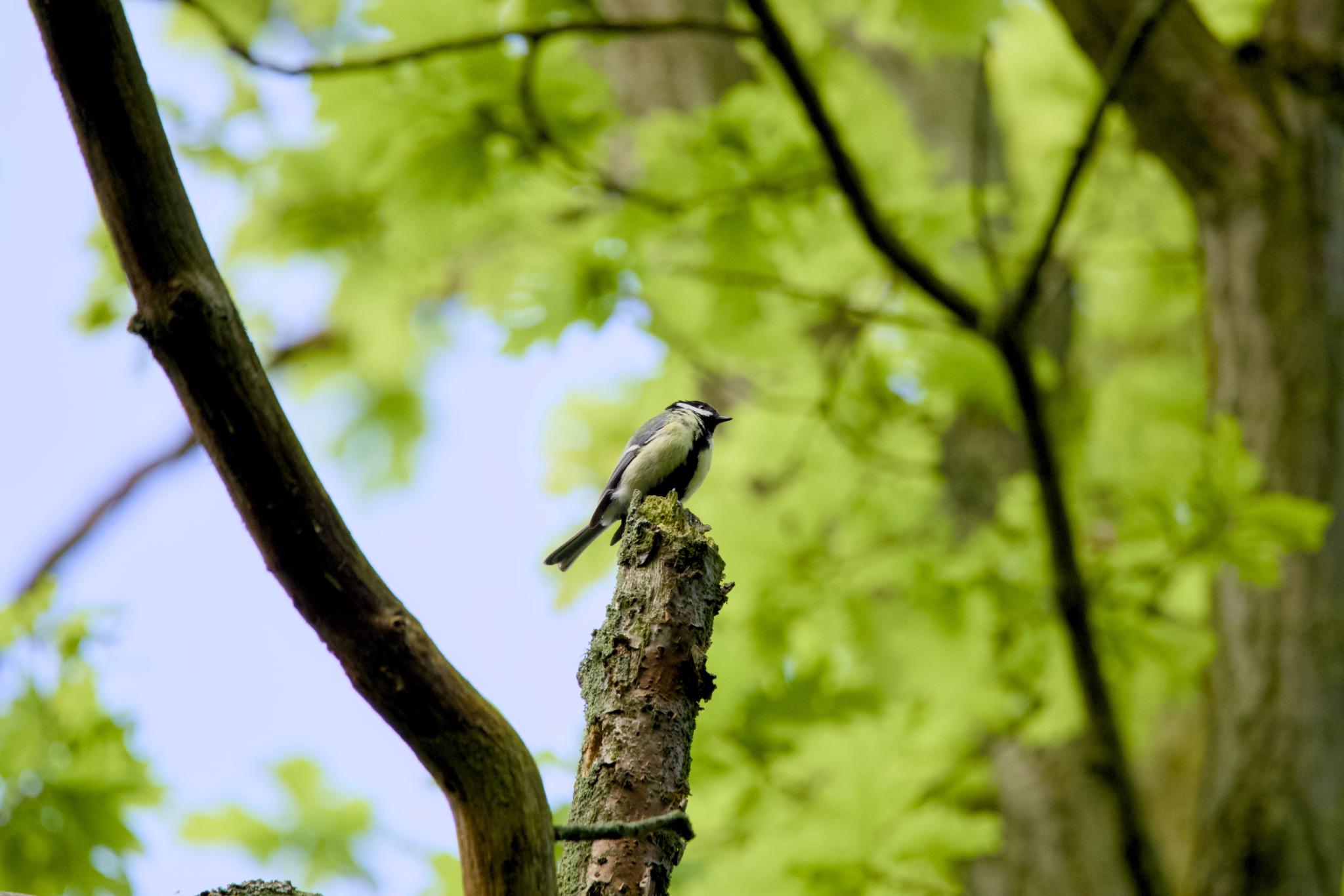 A Eurasian blue tit on a moss-covered tree stump