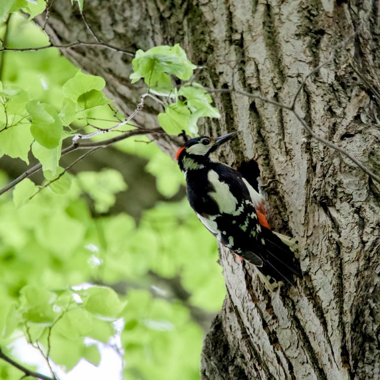 Photo from Guided Bird Song Hike & 840mm