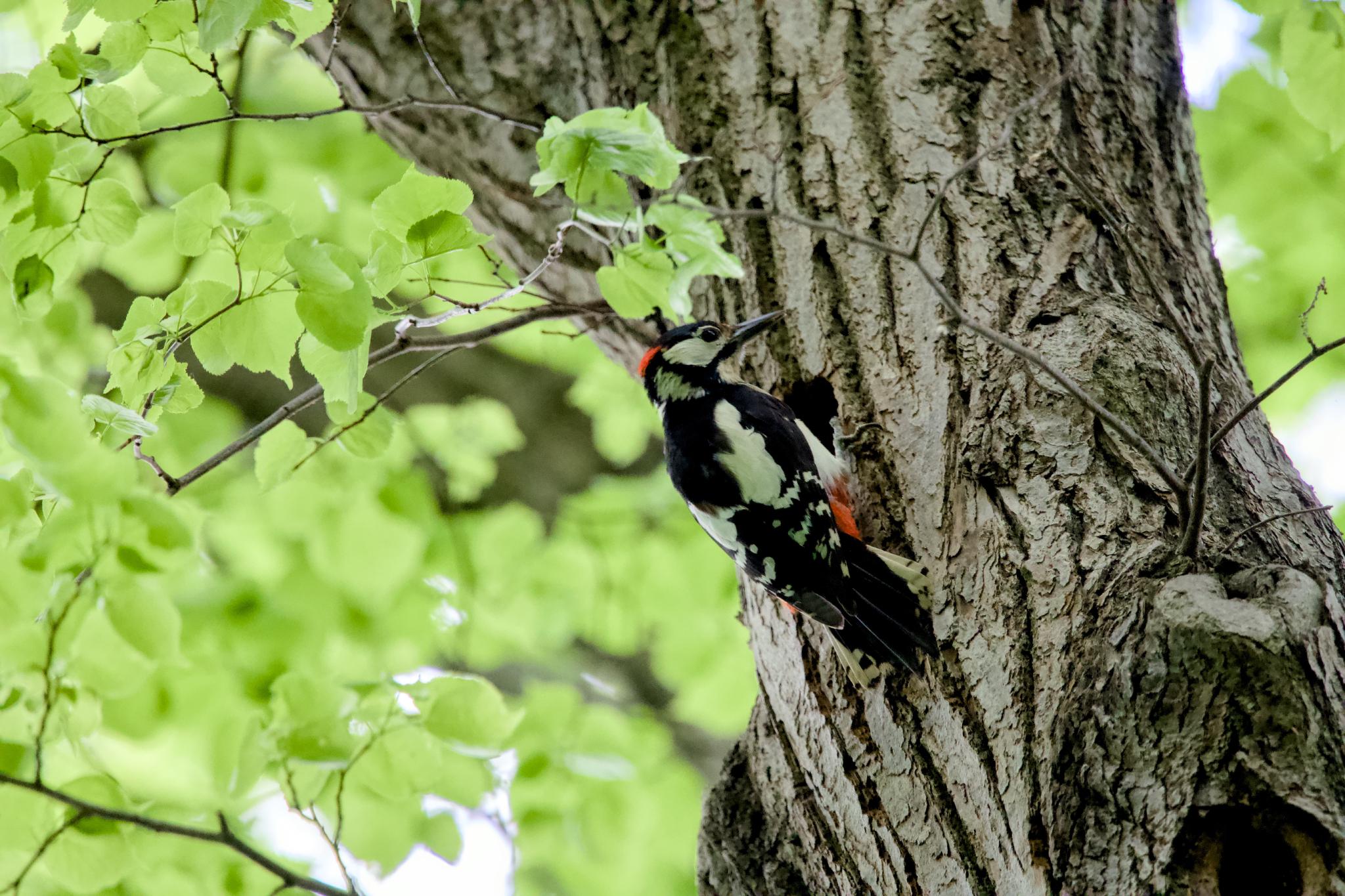 A great spotted woodpecker clinging to a tree trunk among green leaves