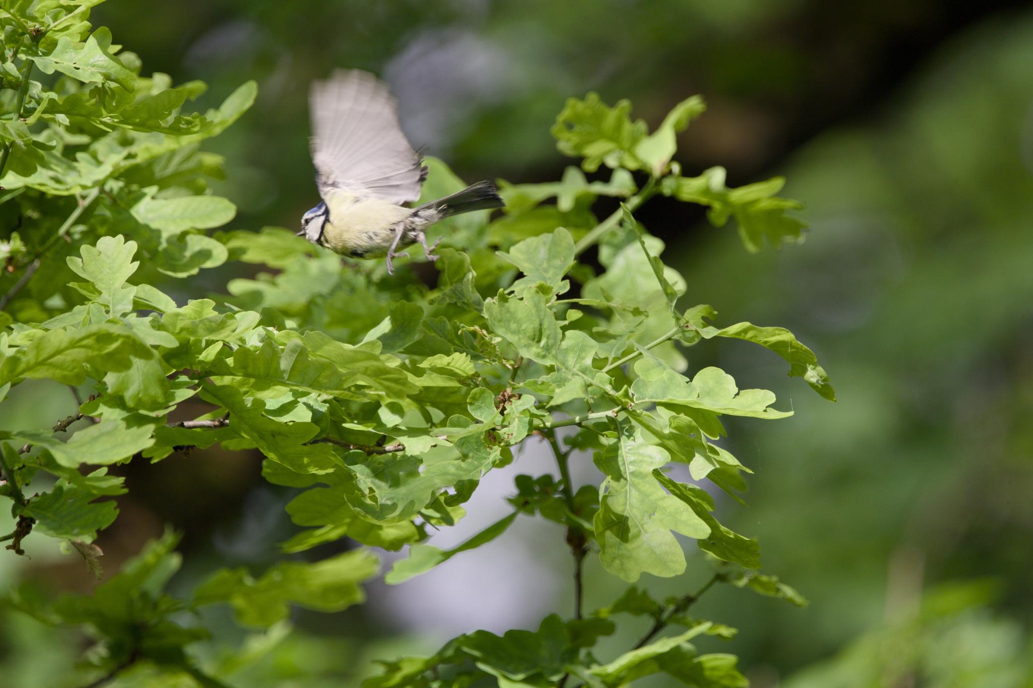 A Eurasian blue tit mid-flight above green oak leaves