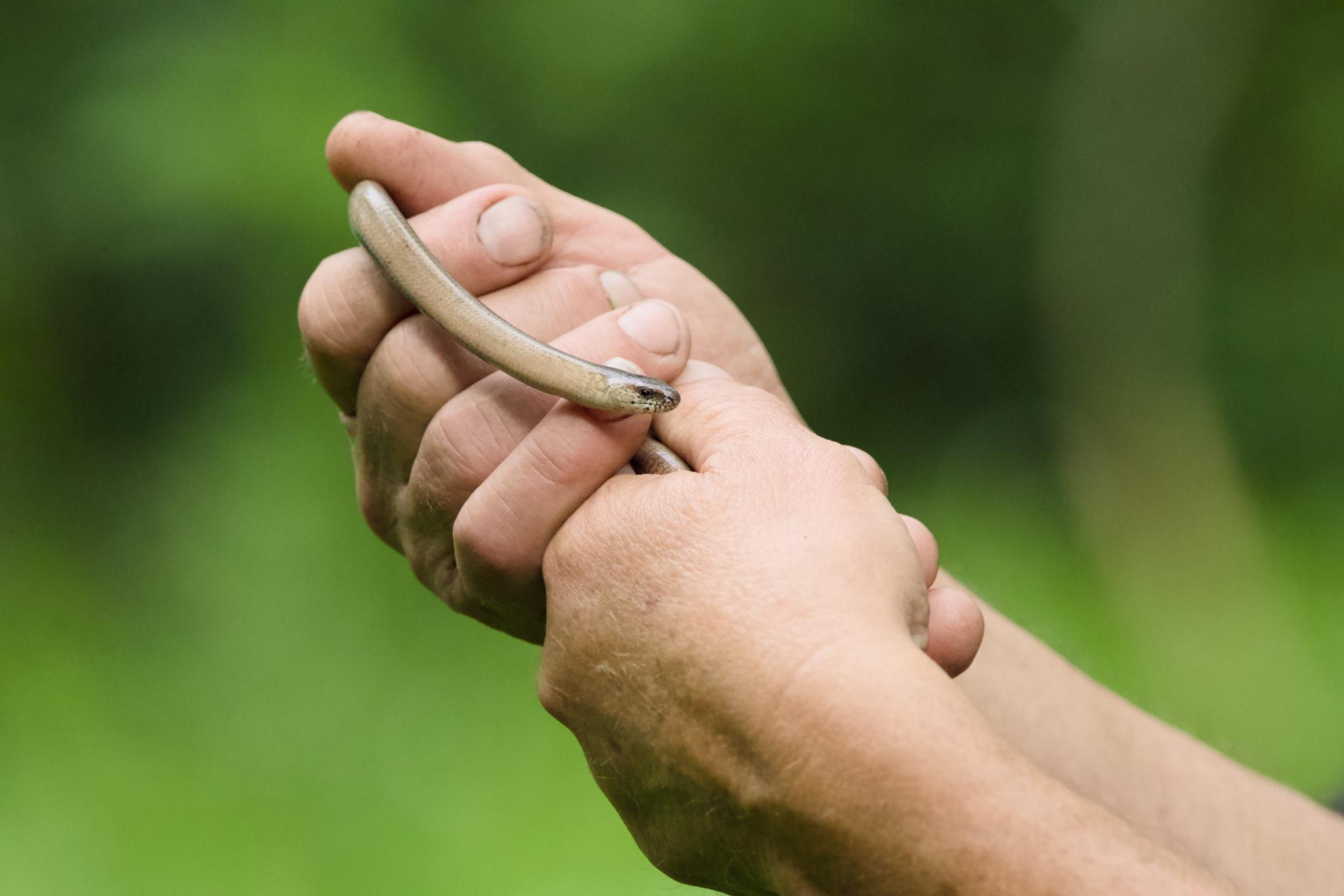 A slow worm coiled around a person's fingers, green background