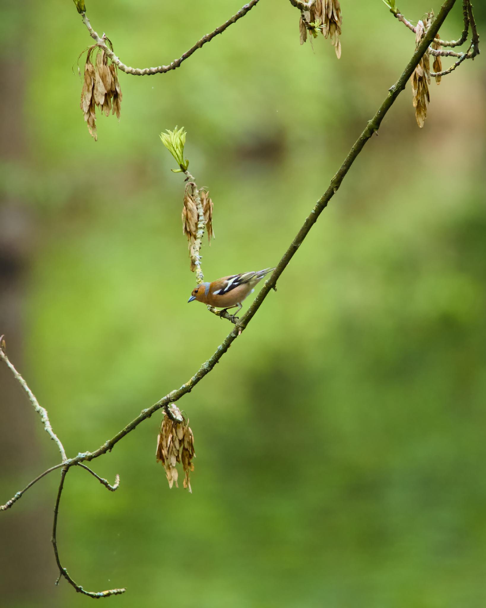 A male common chaffinch on a branch with dried seed clusters