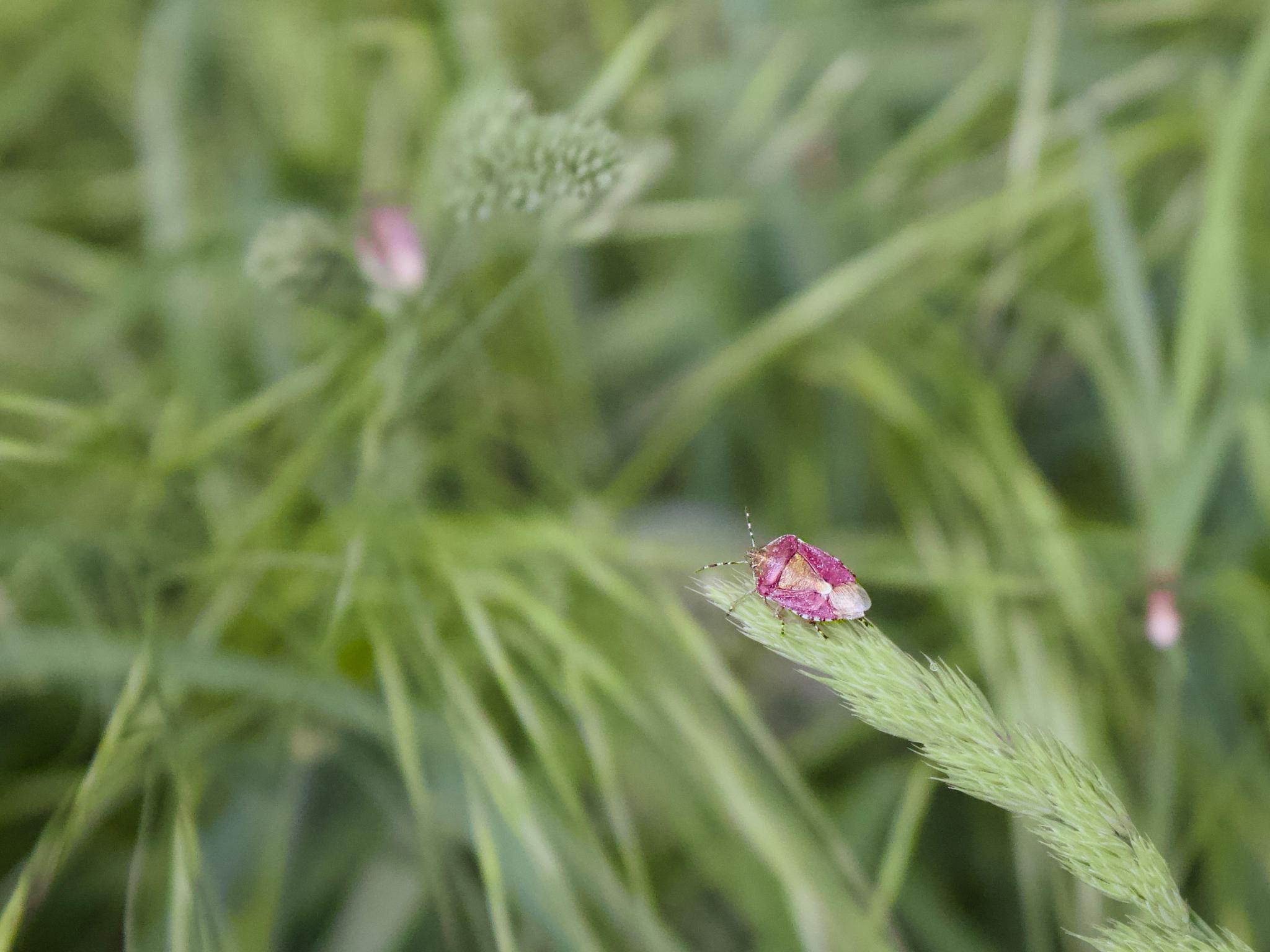 A pink and white shield bug on a grass seed head