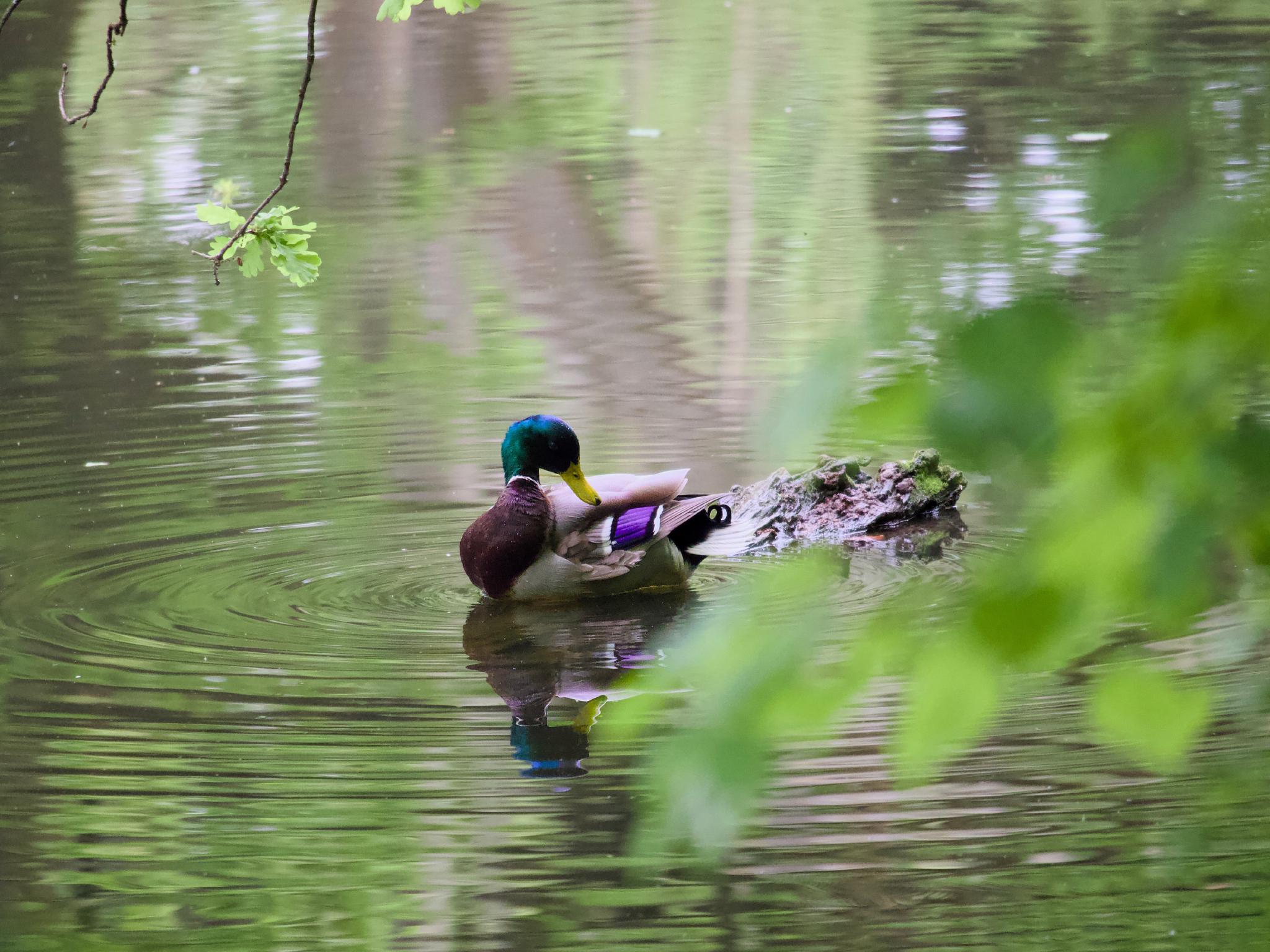 A male mallard on a still woodland pond