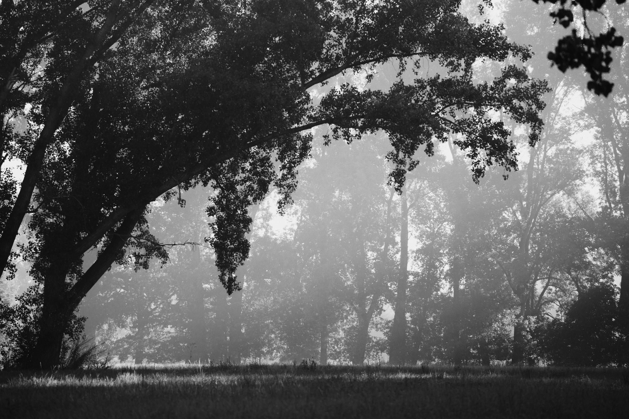 Black and white photo of a hazy clearing framed by tall trees