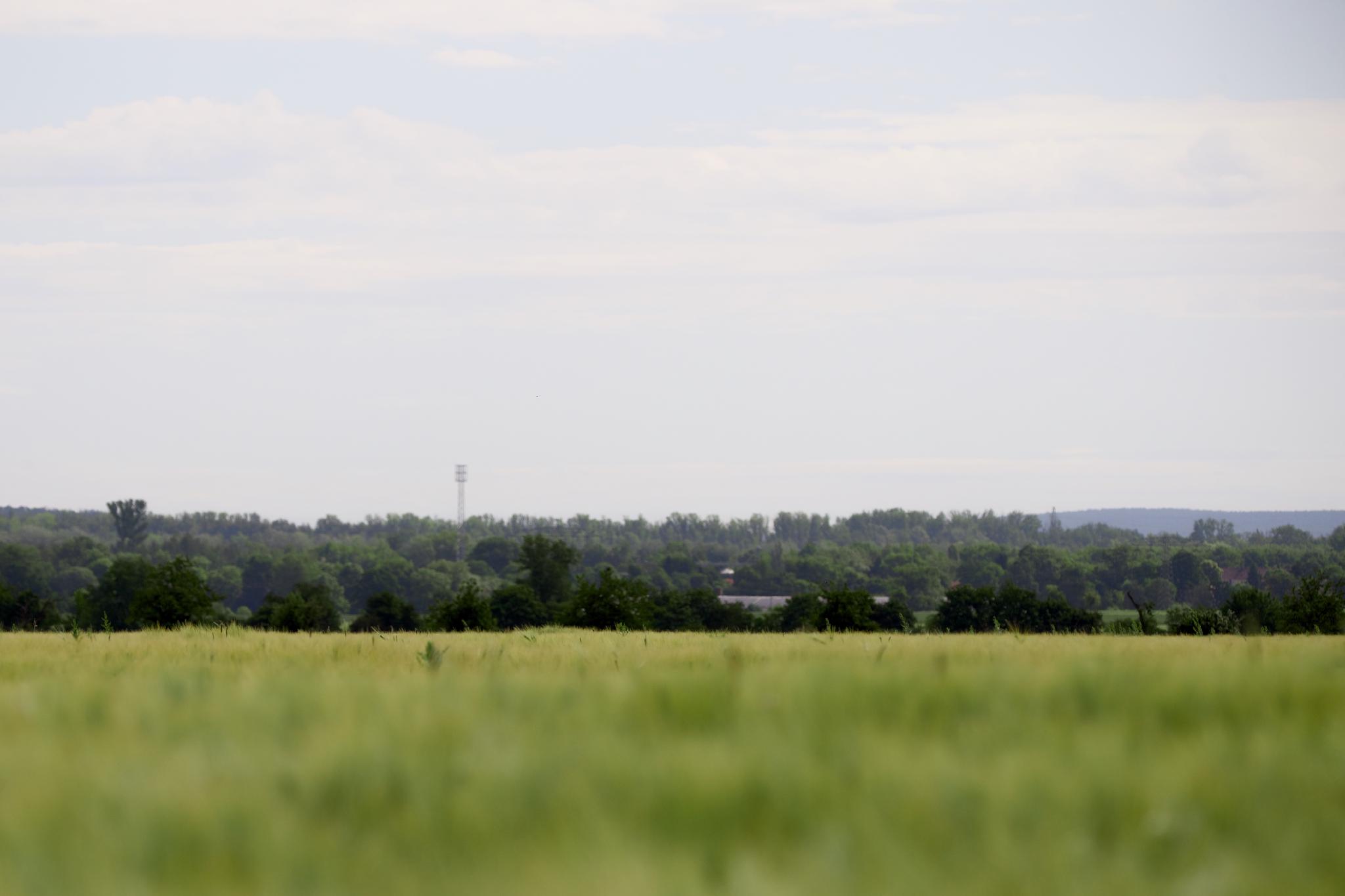 A green barley field under a hazy sky