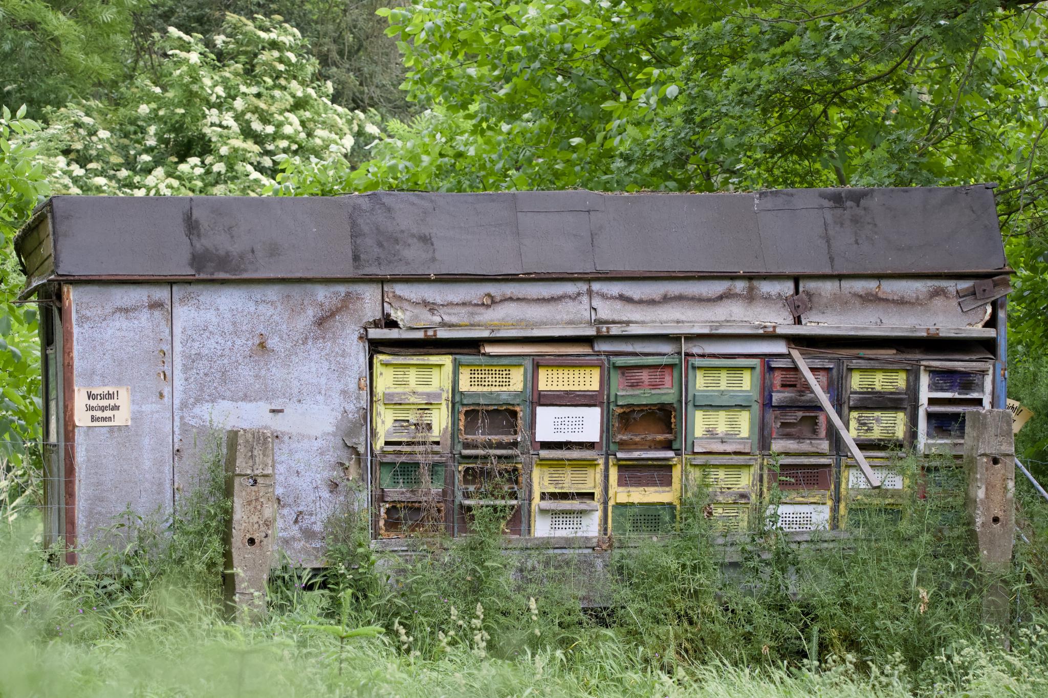 An old beekeeping trailer overgrown with greenery