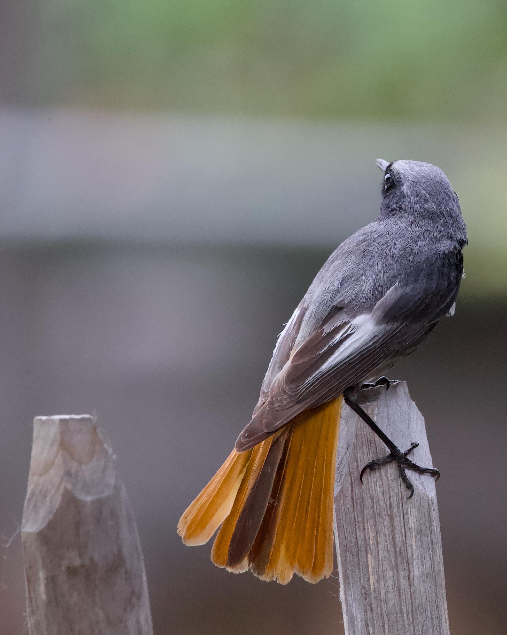 A black redstart on a fence post, rust-orange tail