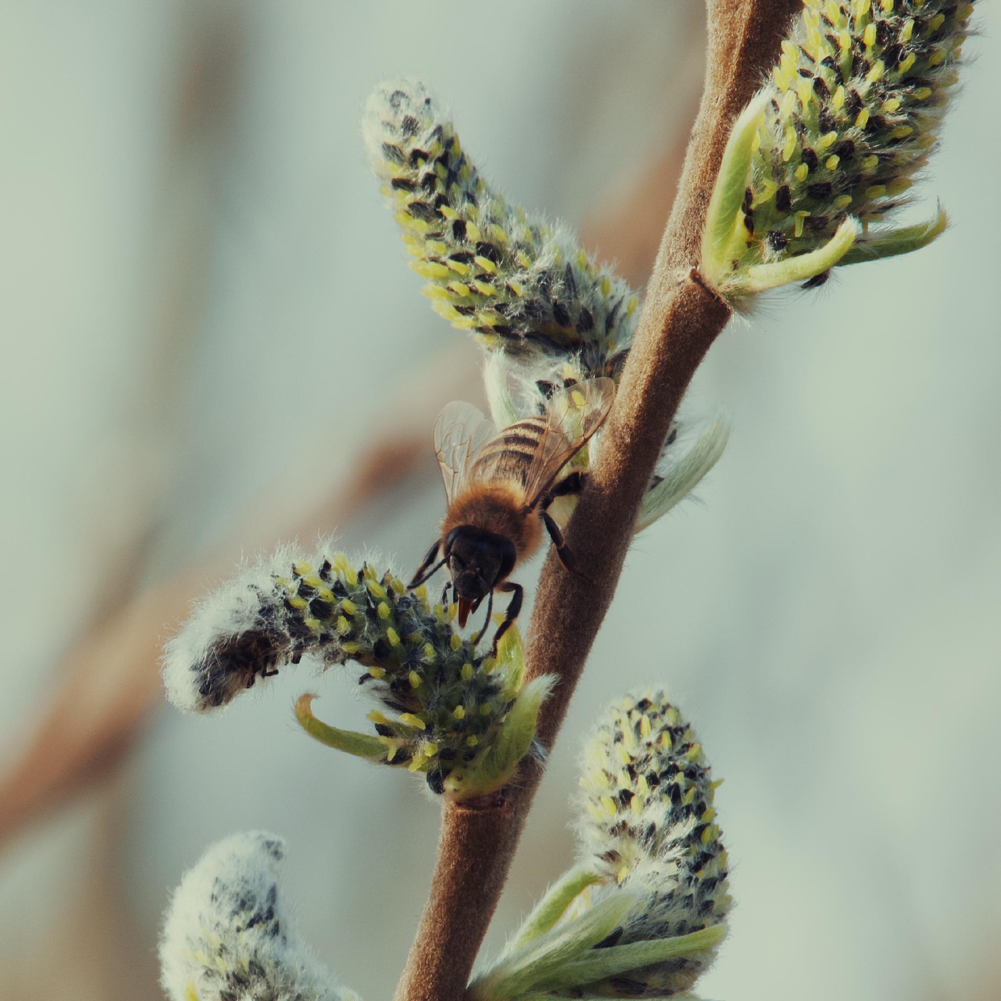 Honey bee on a willow catkin