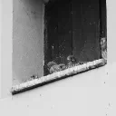 Kestrels cover image