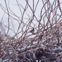 Kohlmeise cover image