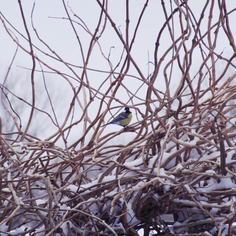 Photo from Kohlmeise