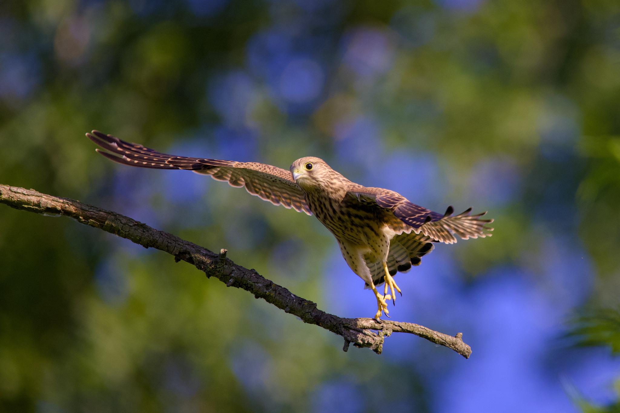 Common kestrel taking off from a branch, wings spread