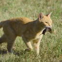Mouser cover image
