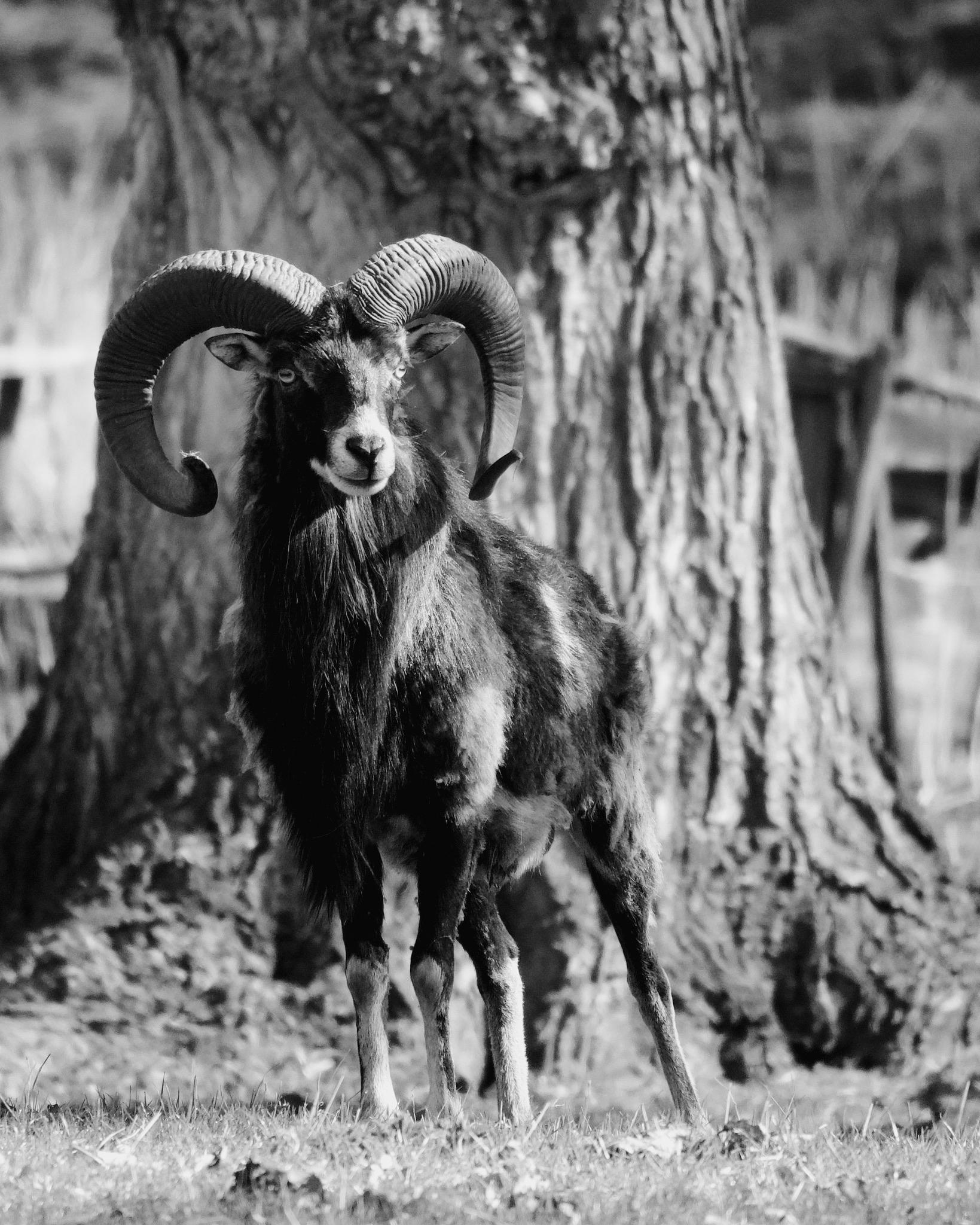 Black and white photo of a mouflon ram standing in front of a tree, looking directly at the camera