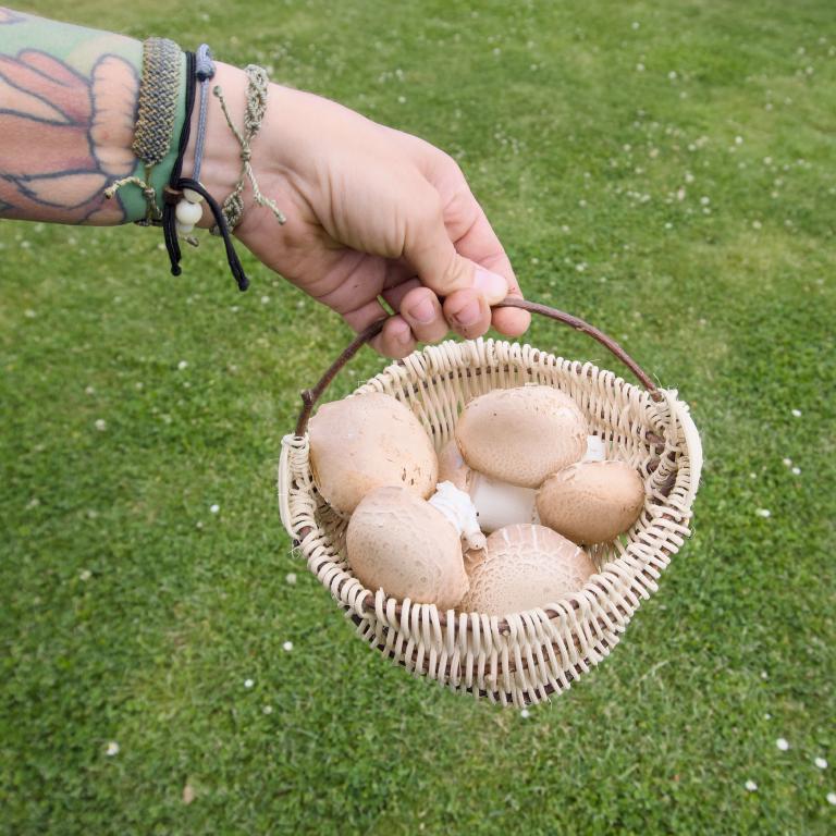 Photo from Mushrooms