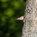 Nuthatch cover image