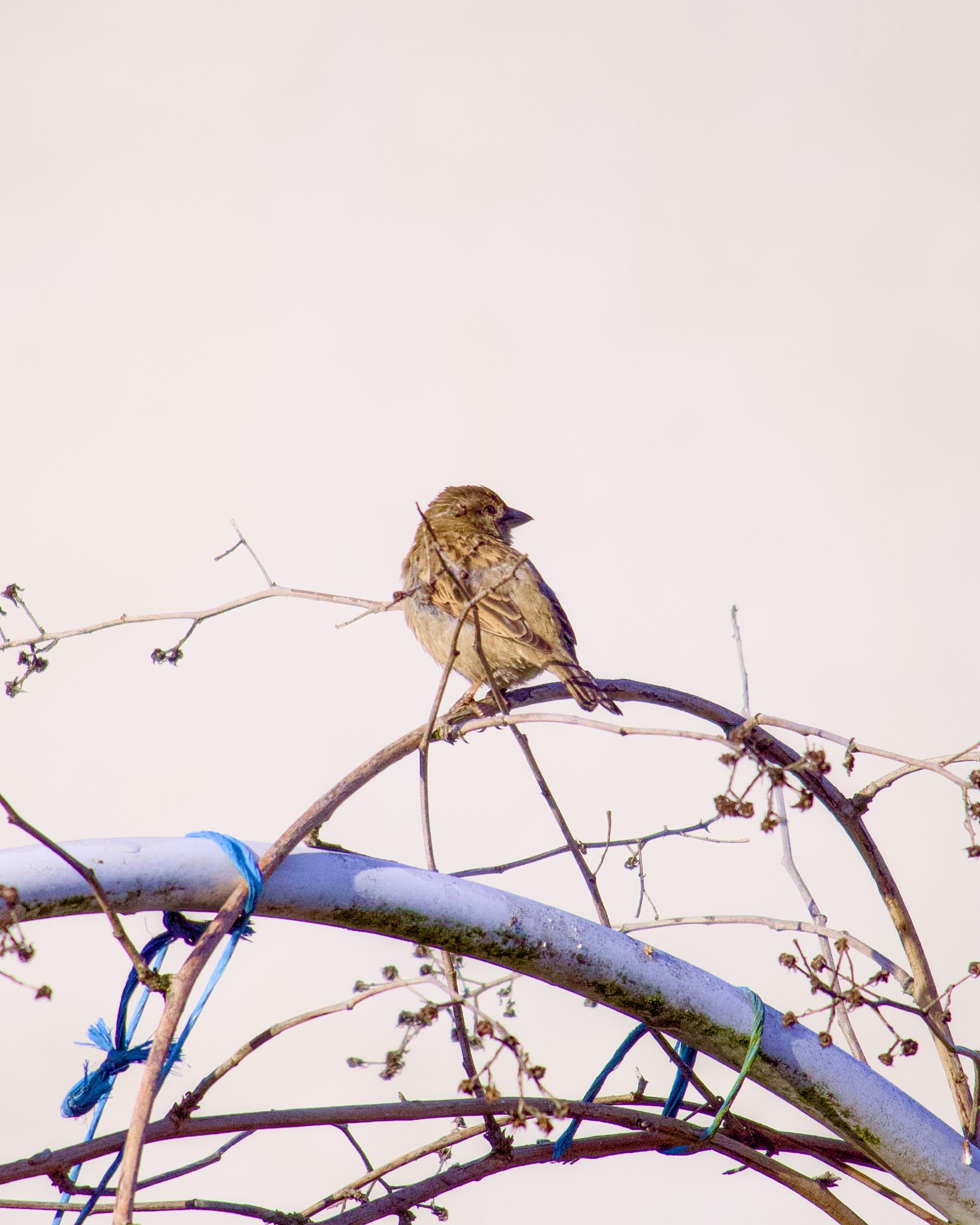 Sparrow perched on branches with blue ribbon ties against a pale sky